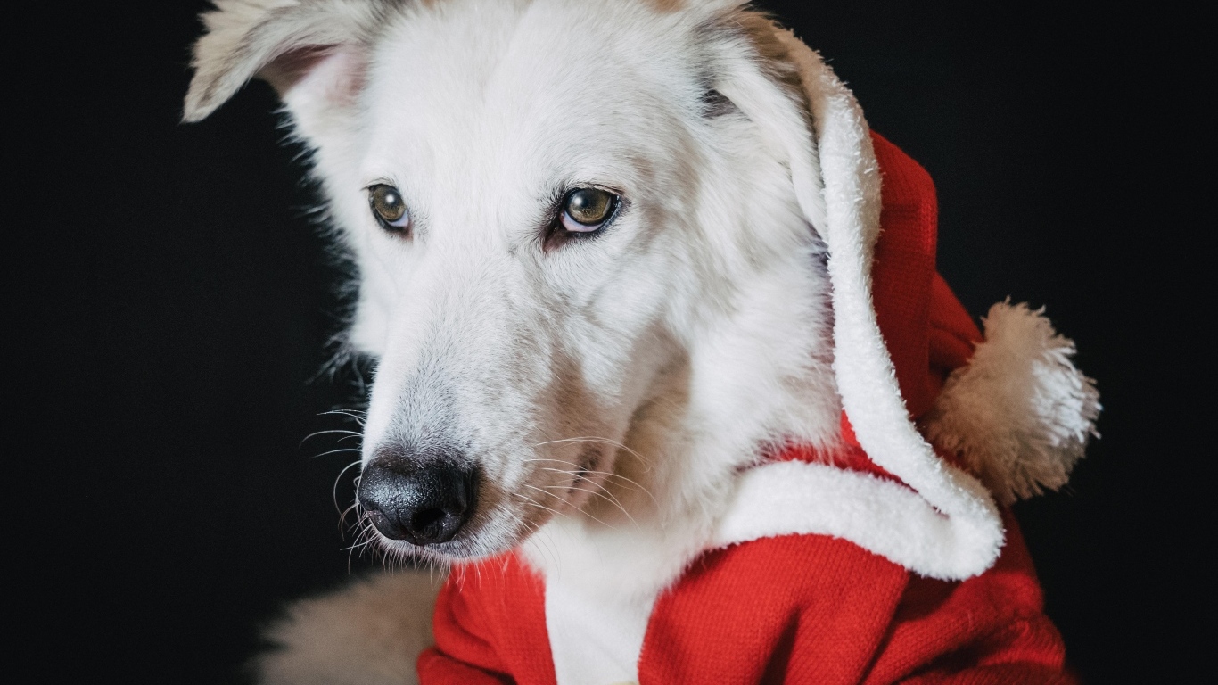 Грустная белая собака в красном костюме