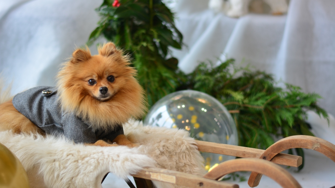 Шпиц сидит в деревянных санях