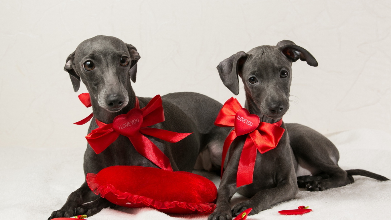 Две собаки итальянская борзая на белом фоне