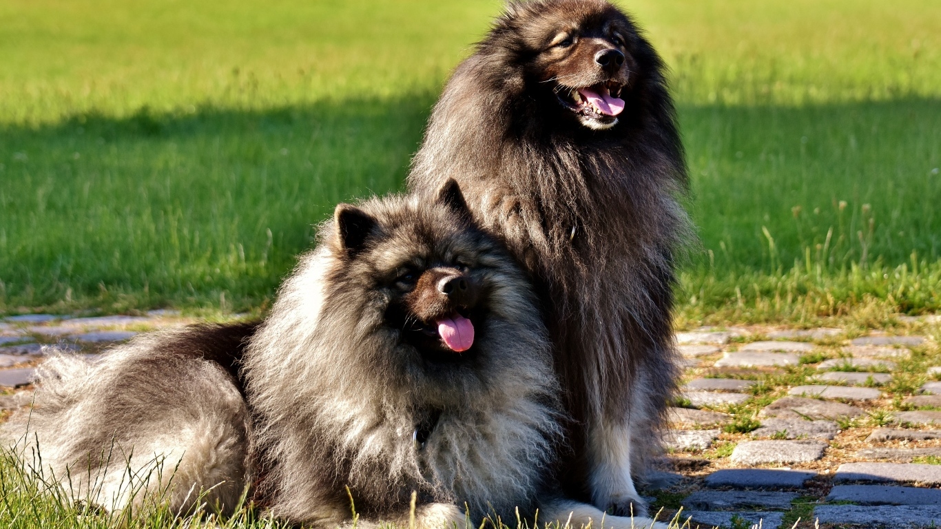 Две  пушистые собаки породы Кеесхонд