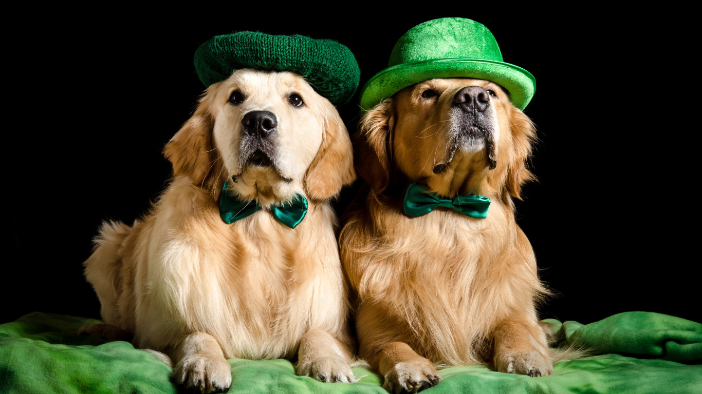 Два золотистых ретривера в шляпах