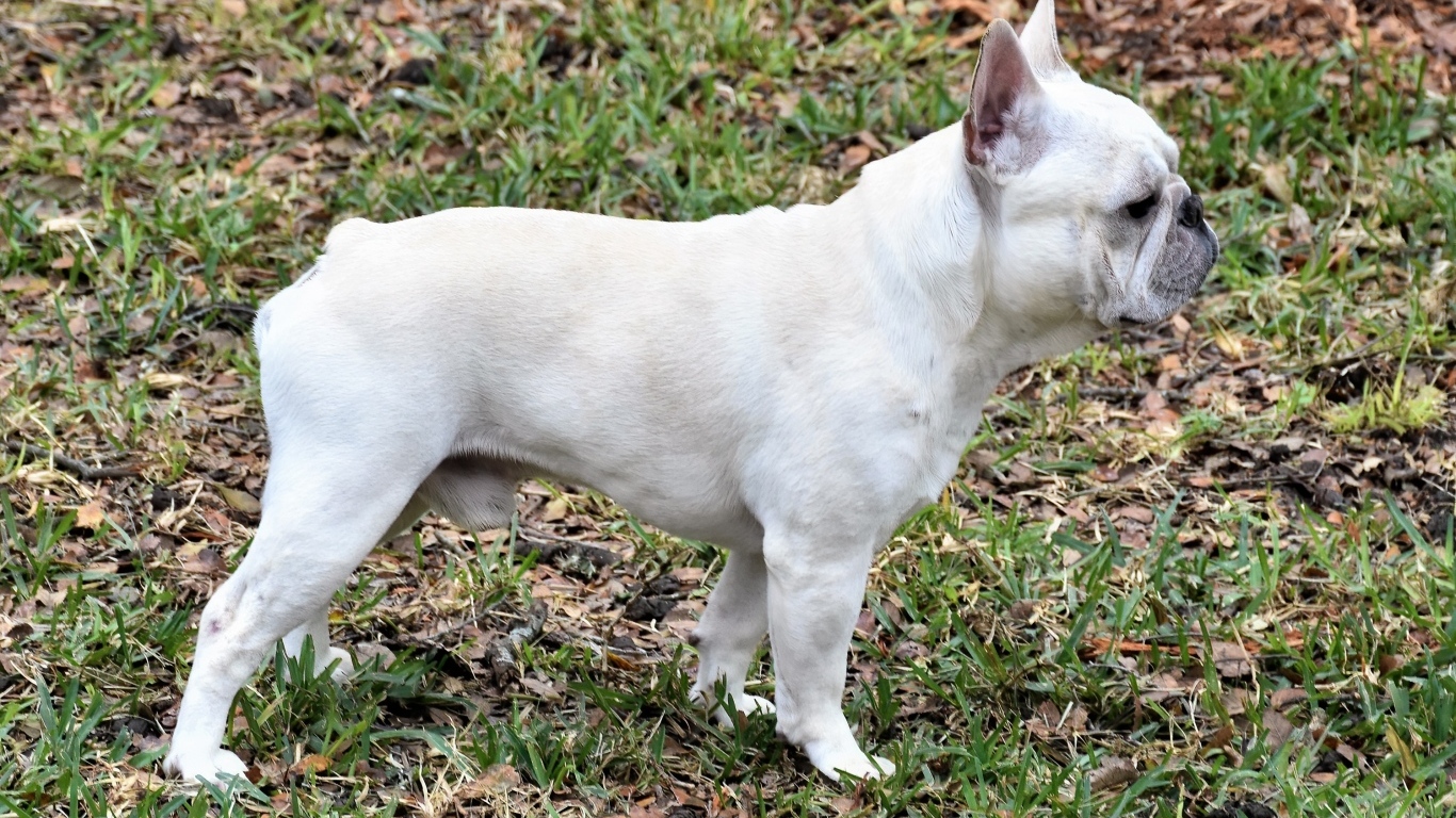 Белый французский бульдог вид сбоку