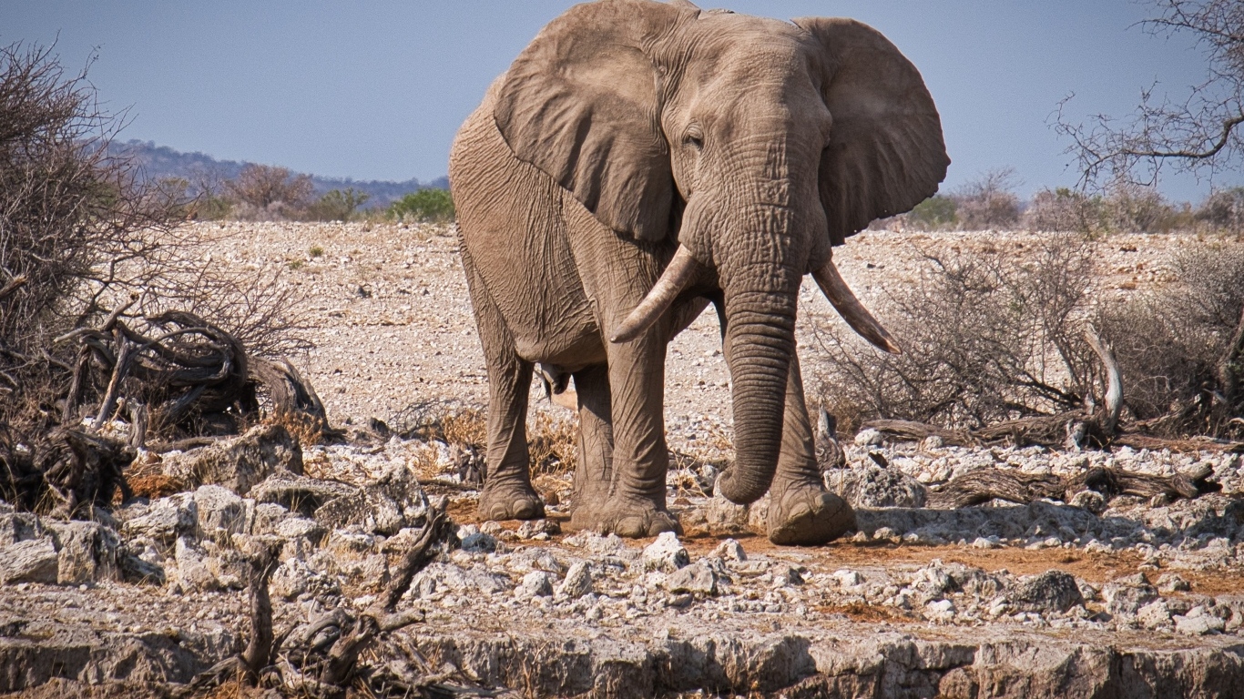 A big gray elephant walks through the savannah