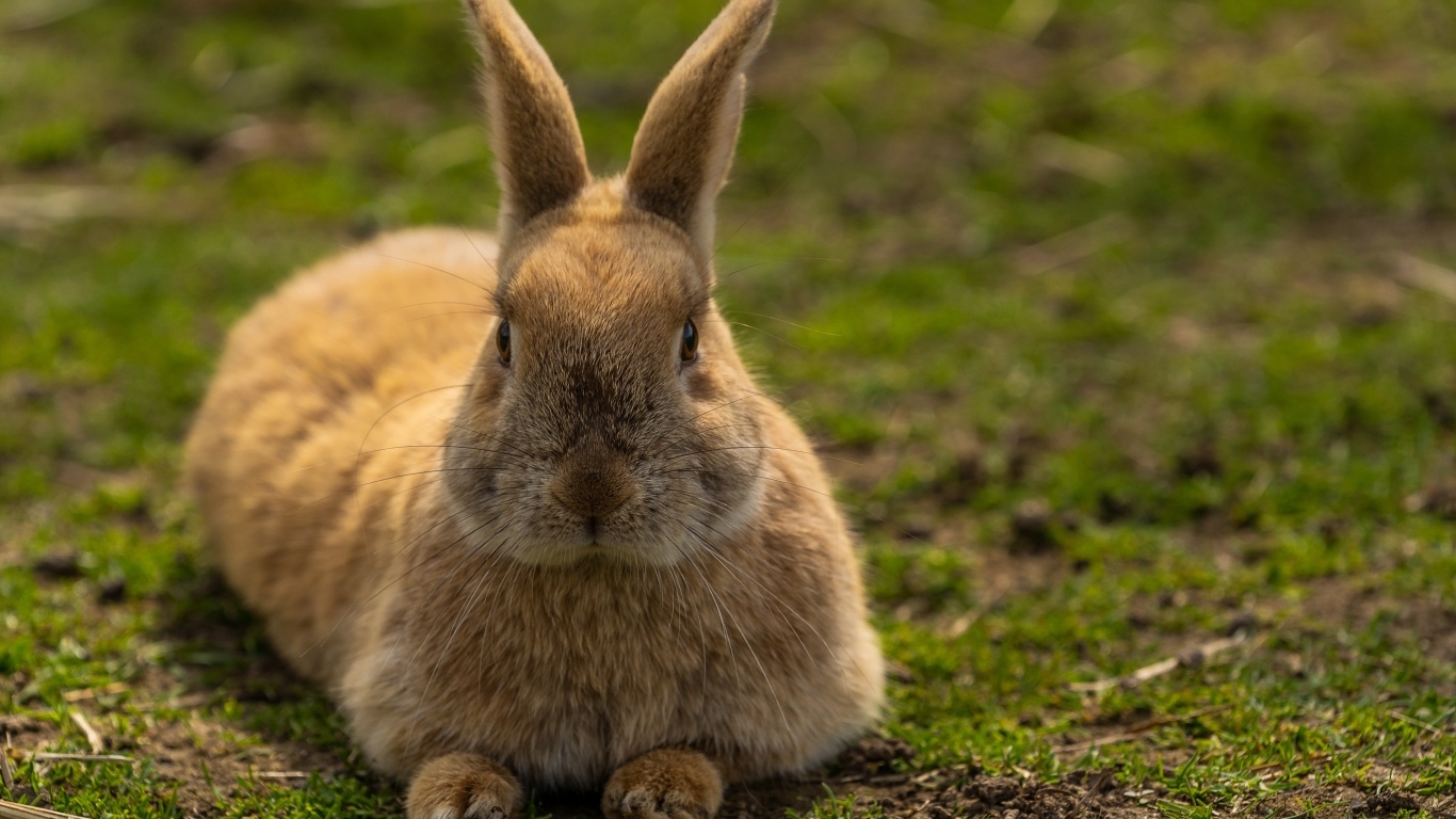 Большой рыжий кролик лежит на  траве