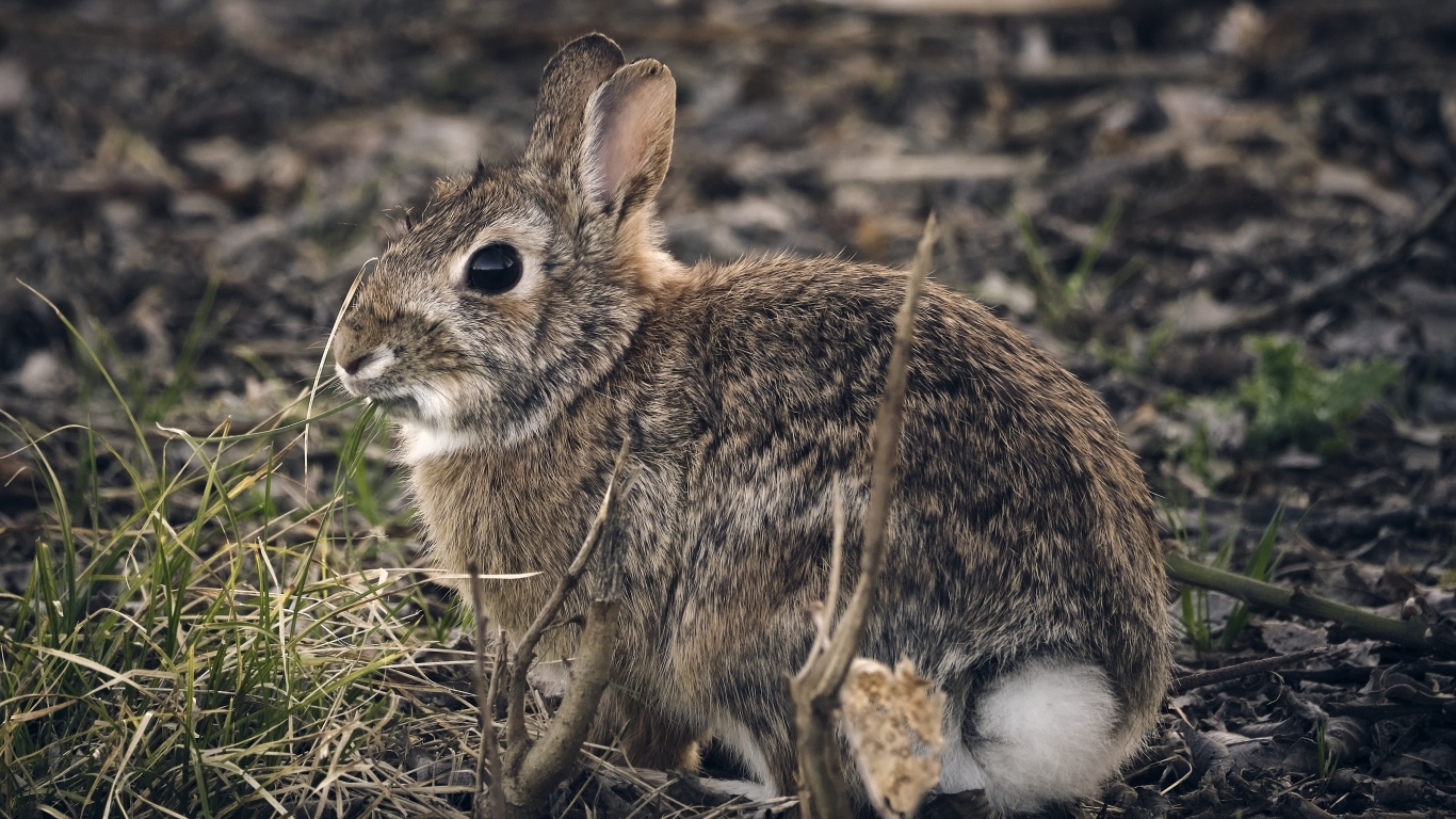 Большой дикий серый заяц
