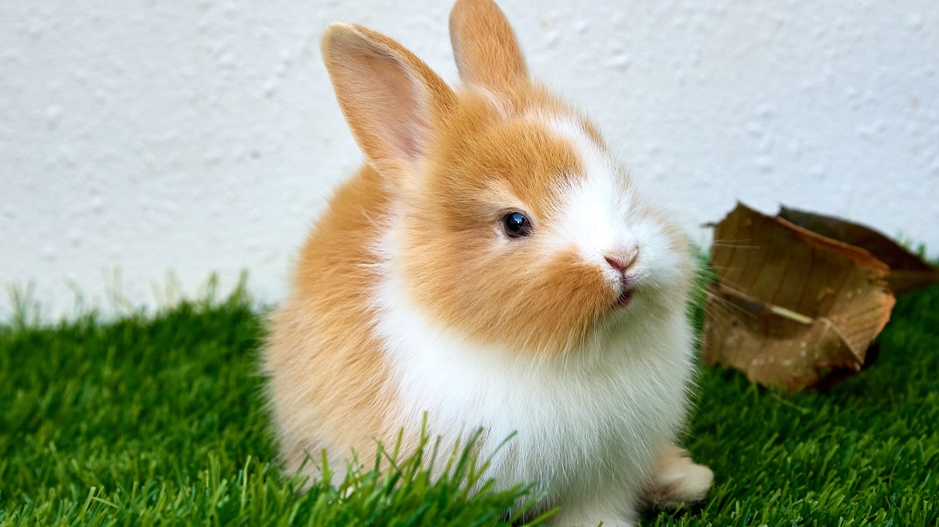 Маленький милый декоративный кролик на зеленой траве