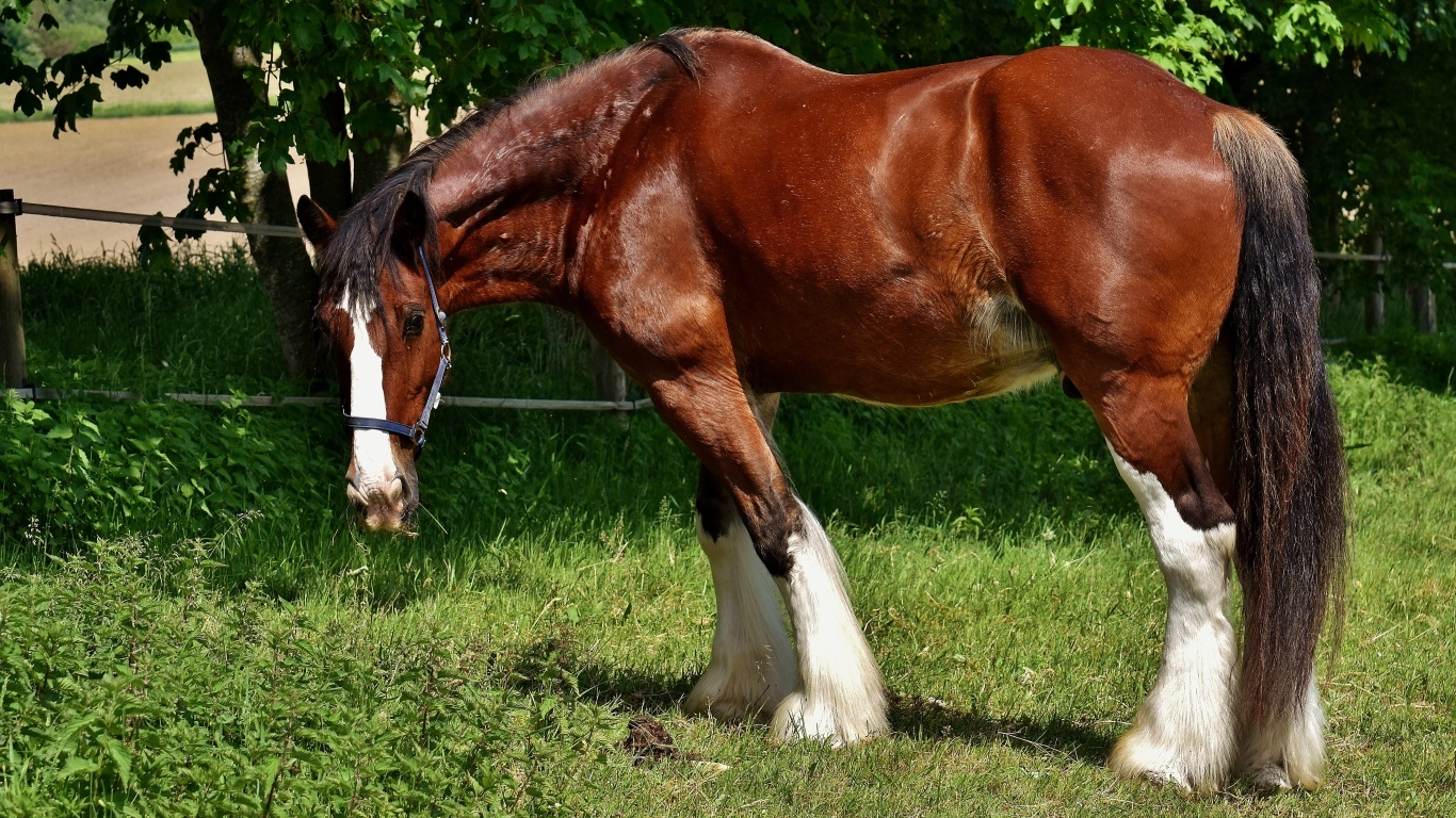Большой красивый коричневый конь на зеленой траве
