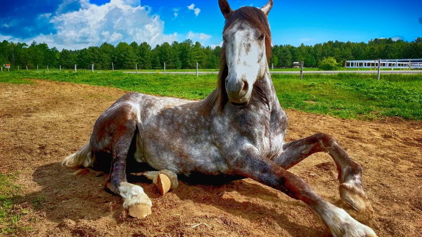 Большой конь лежит на земле на ферме 