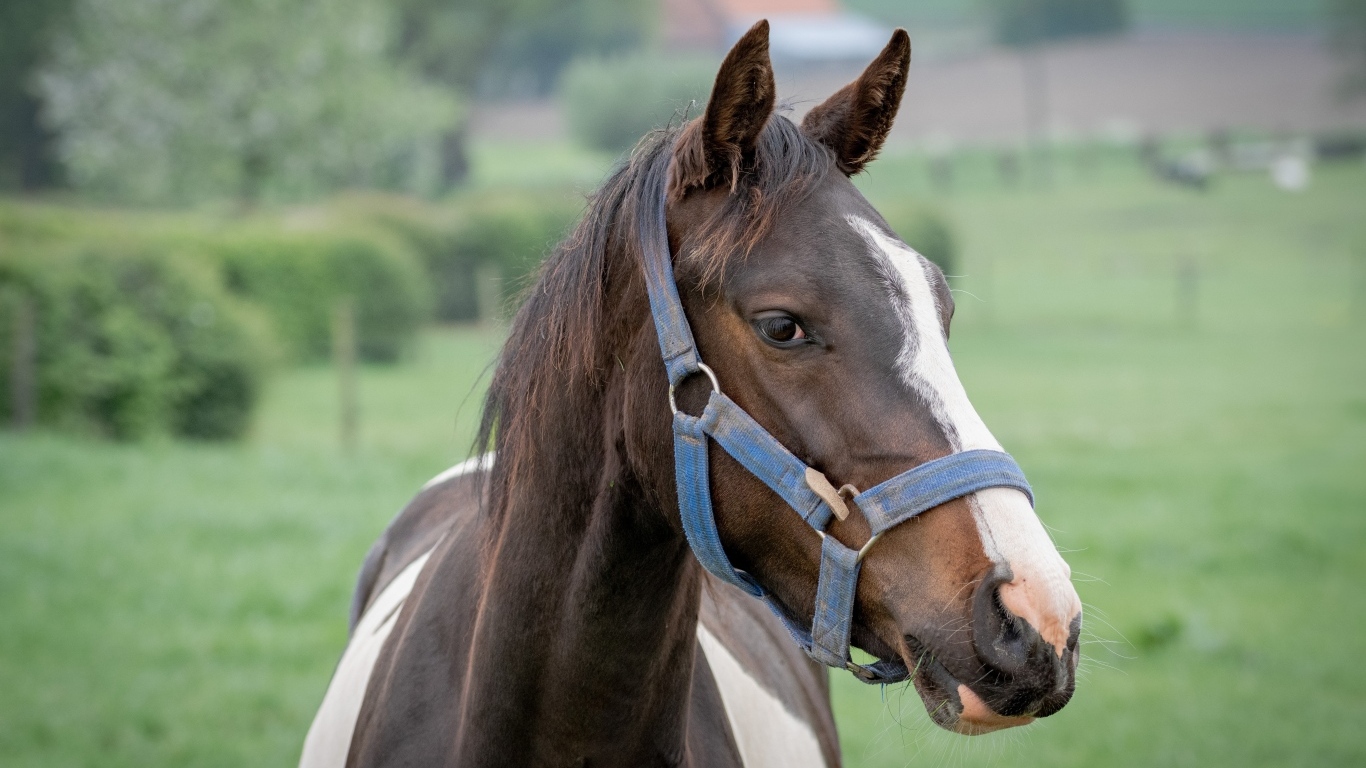 Коричневая с белыми пятнами лошадь крупным планом