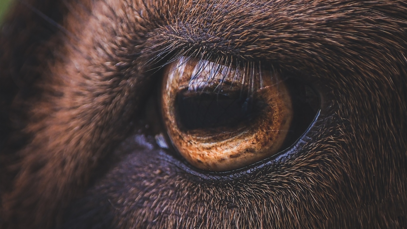 Коричневый глаз лошади крупным планом