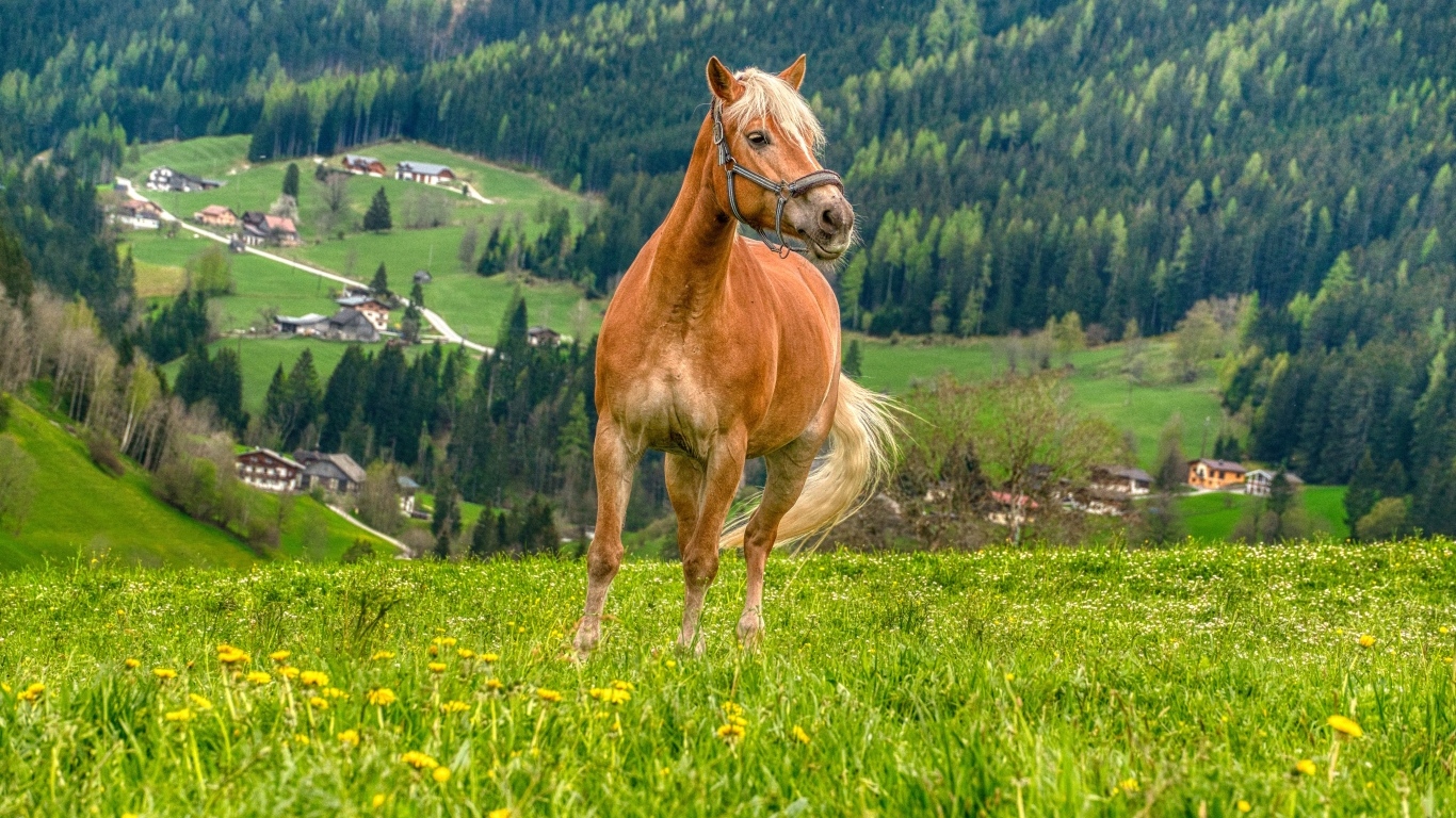 Коричневый конь скачет по зеленой траве