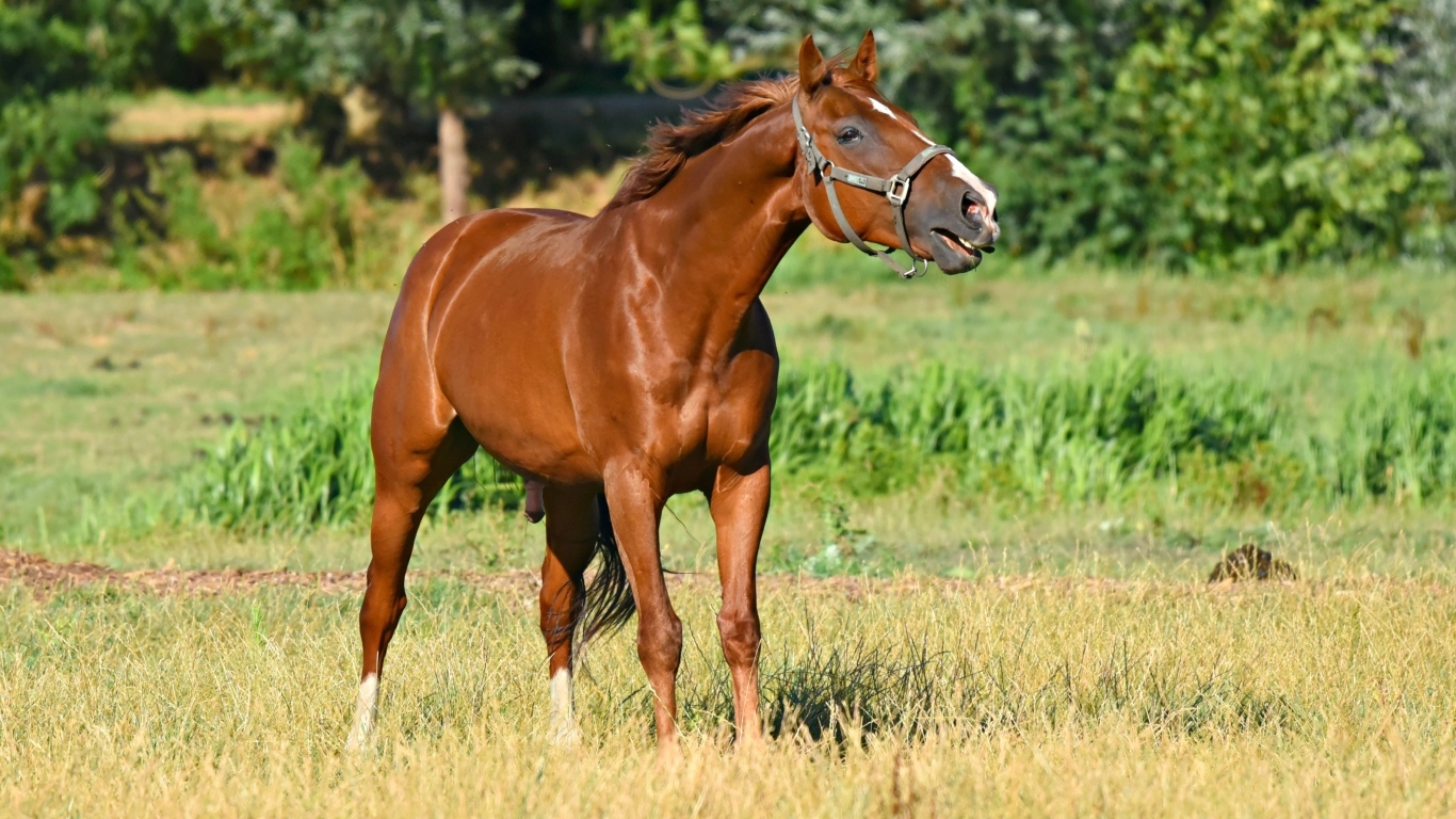 Коричневый конь гуляет по зеленой траве 