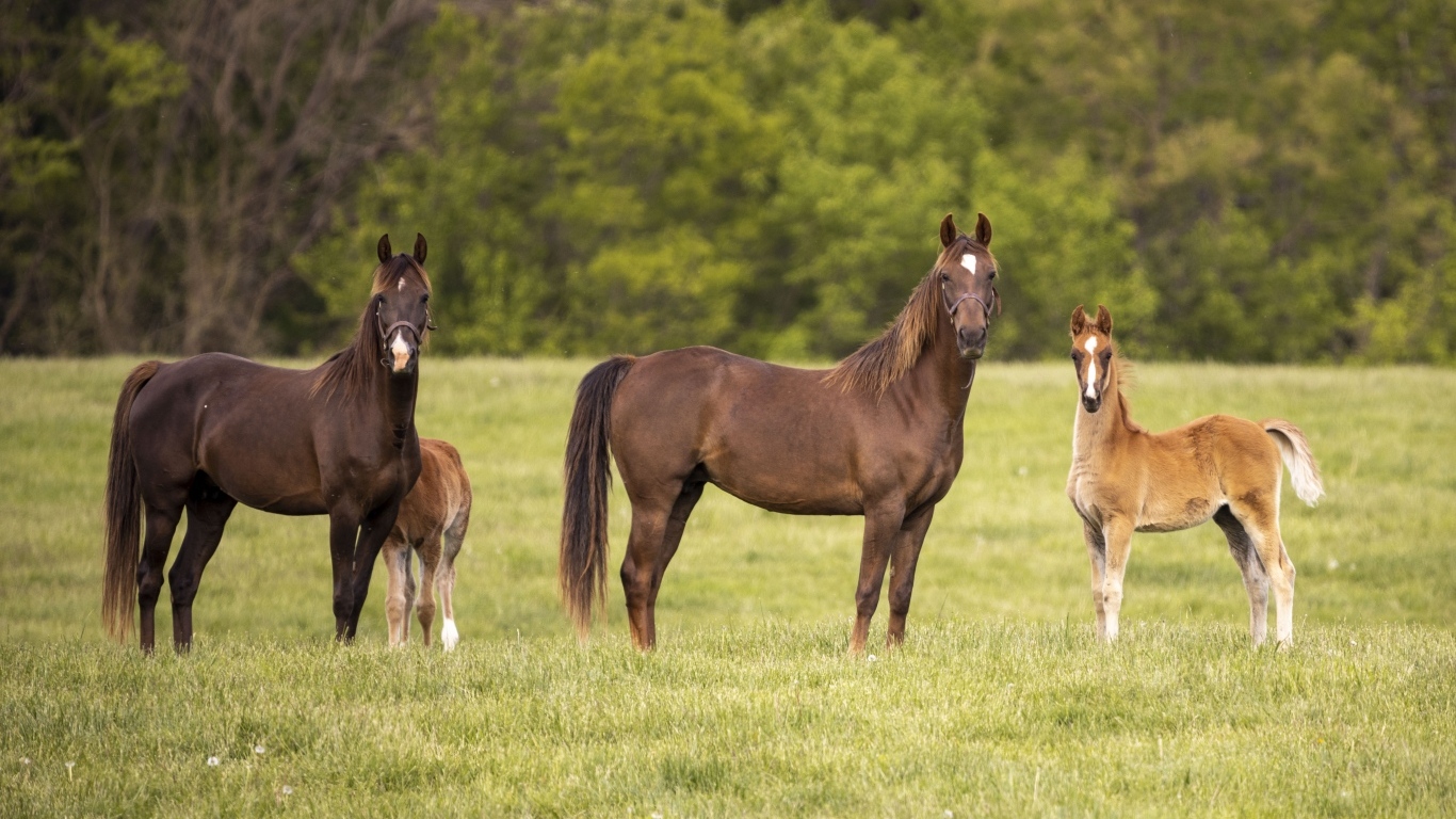 Лошади с детенышами на поле