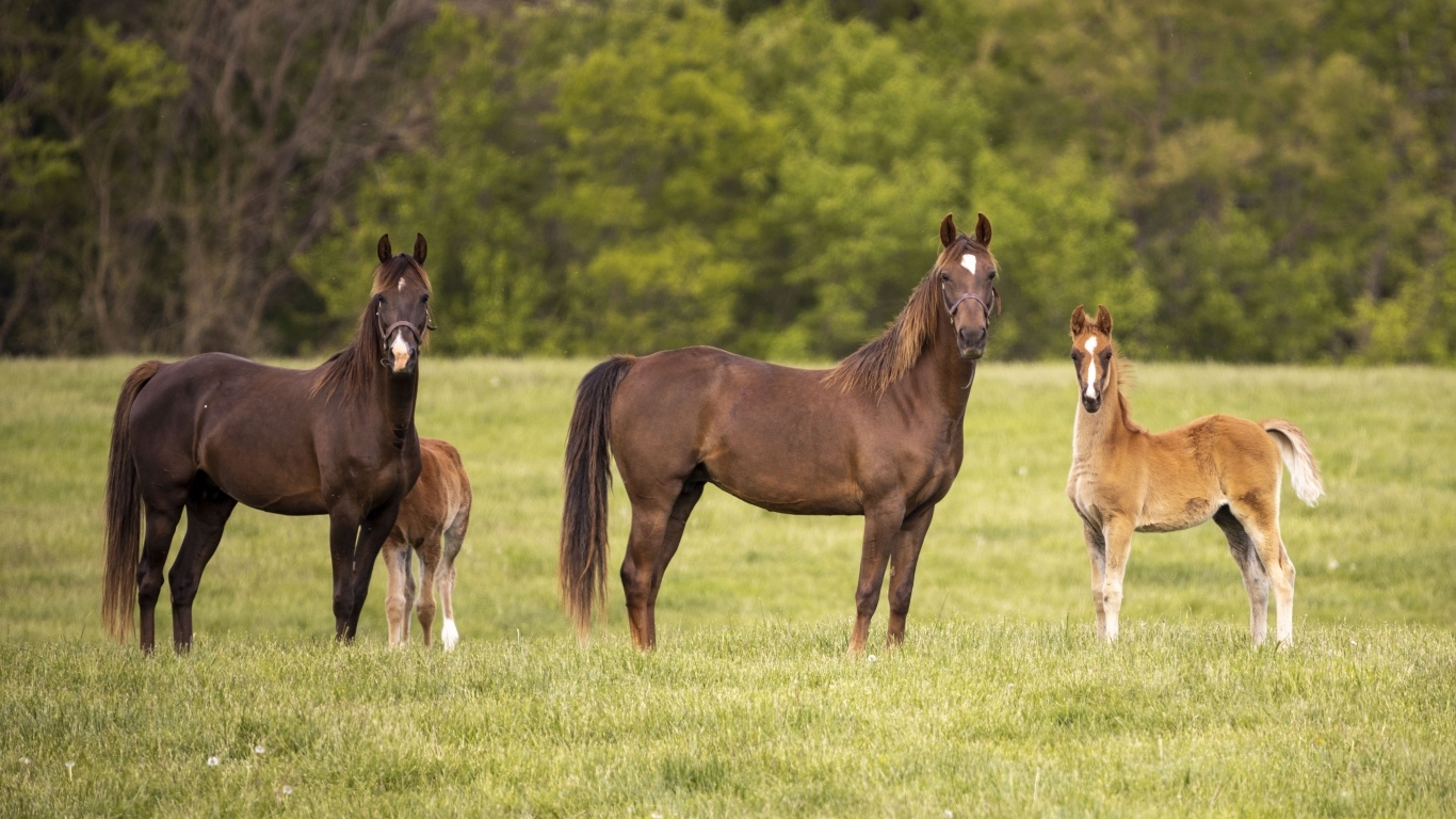 Лошади с детенышами на поле