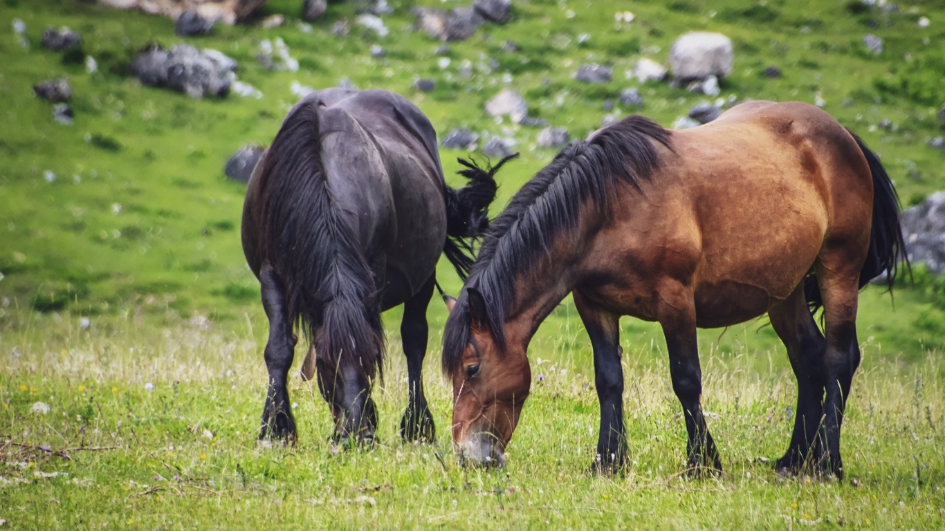 Две большие лошади пасутся на лугу