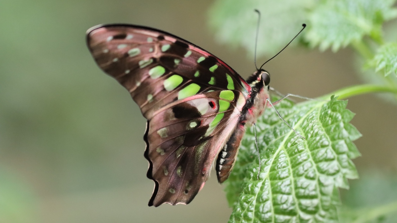 Красивая бабочка сидит на зеленом листке