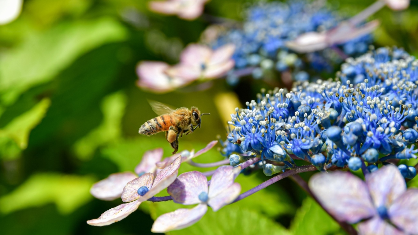 Пчела кружит у цветов гортензии