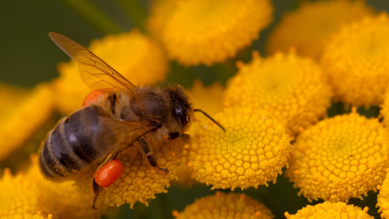 Пчела собирает пыльцу с цветка пижмы
