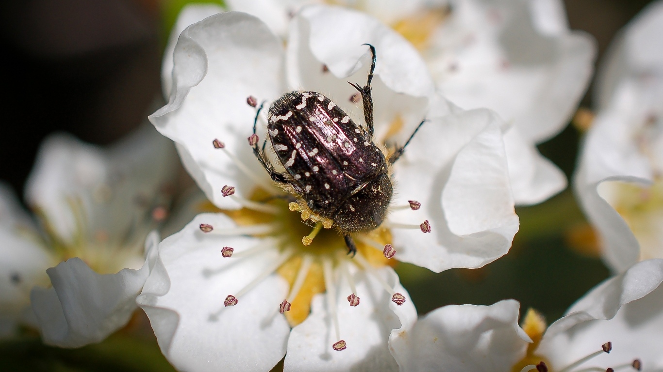 Жук сидит на цветке груши