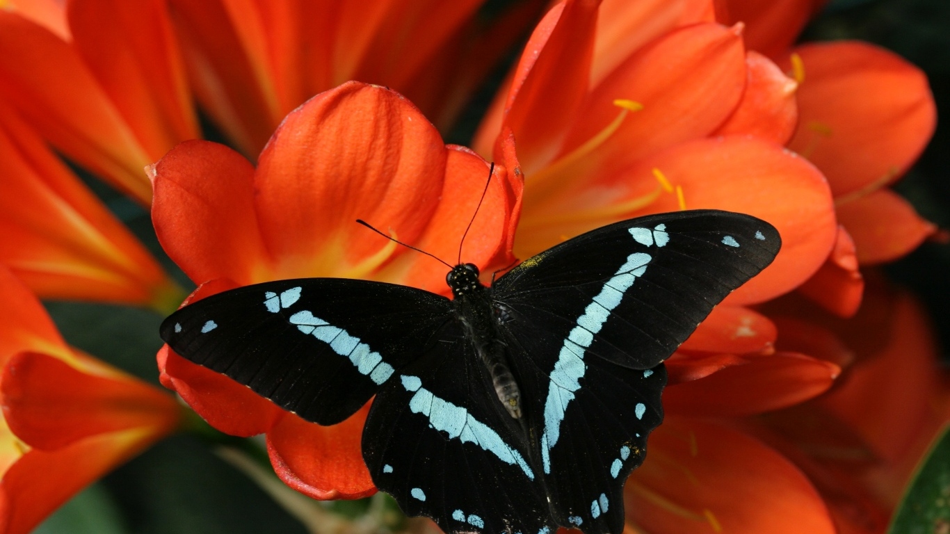 Черная бабочка сидит на красном цветке альстромерии