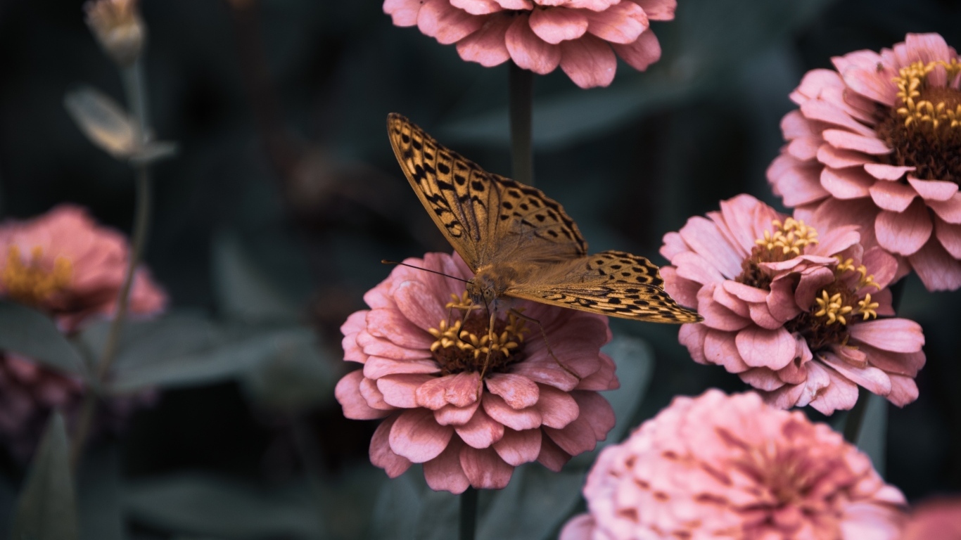 Коричневая бабочка сидит на розовом цветке циннии
