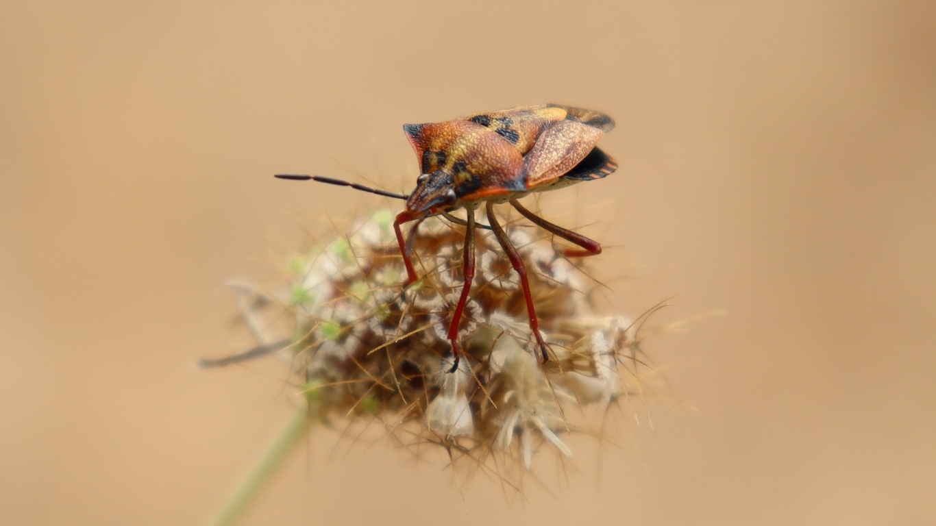 Клоп сидит на растении 