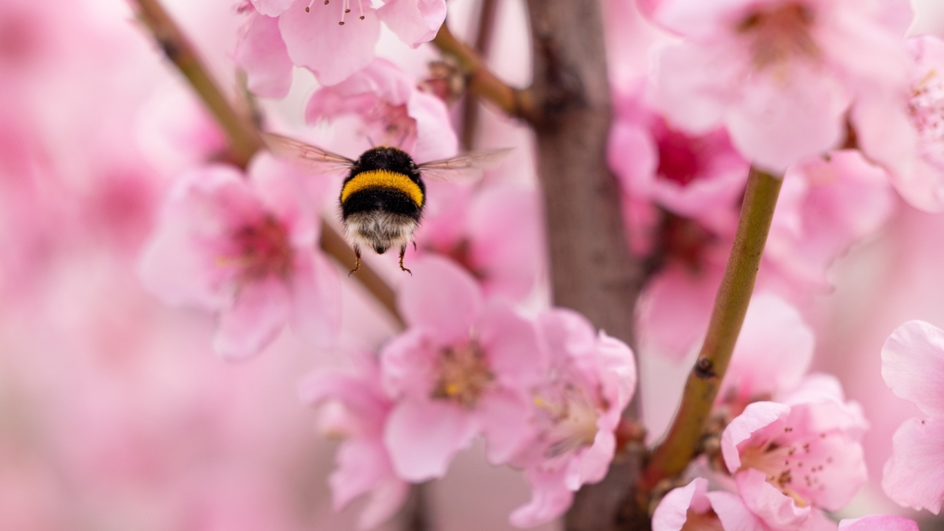 Шмель летит к розовым цветам весной