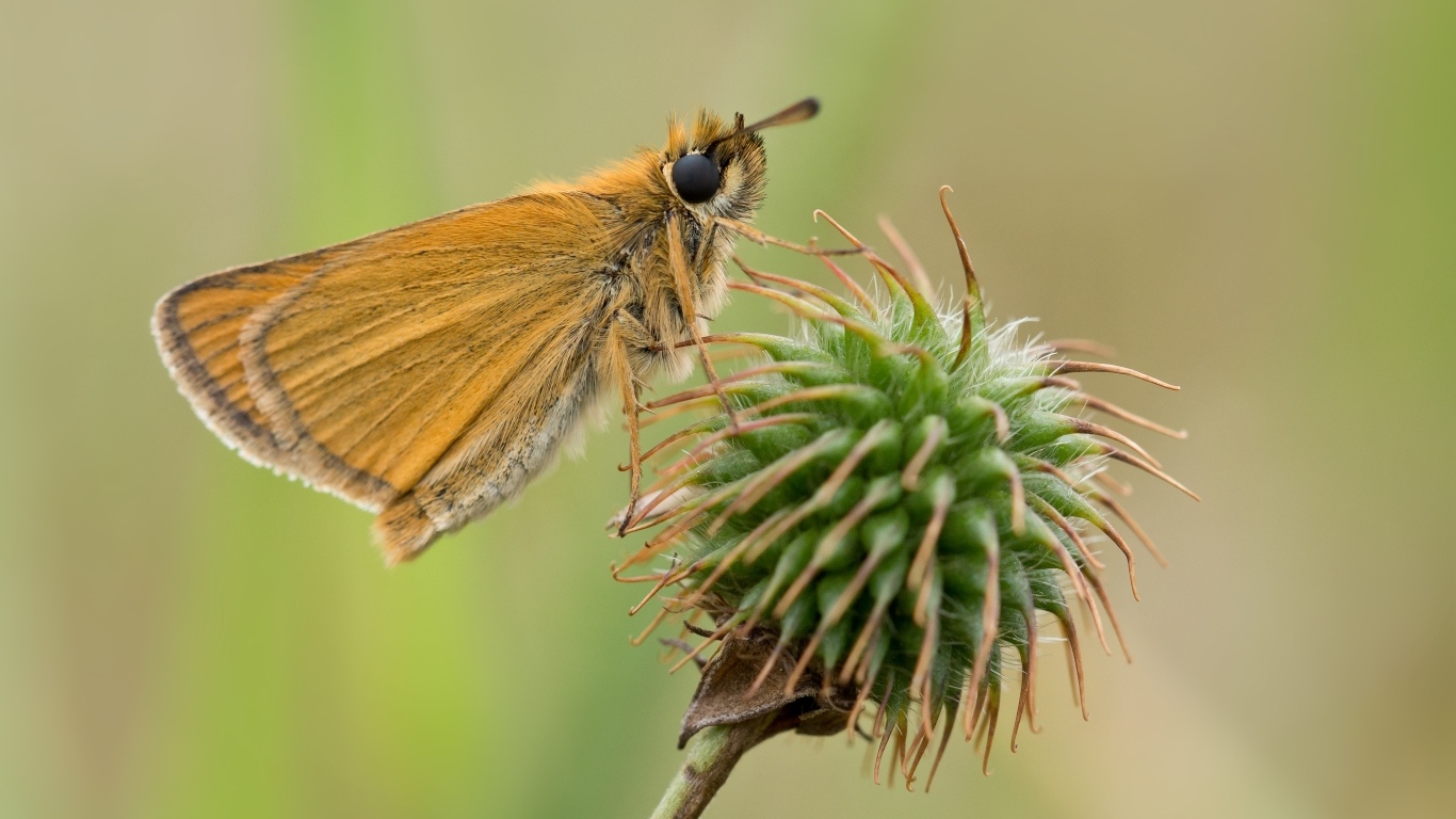 Бабочка сидит на колючем растении