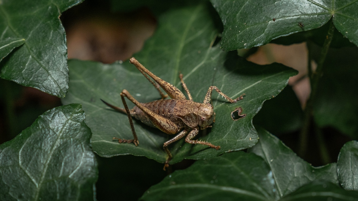 Большой кузнечик сидит на зеленом листке