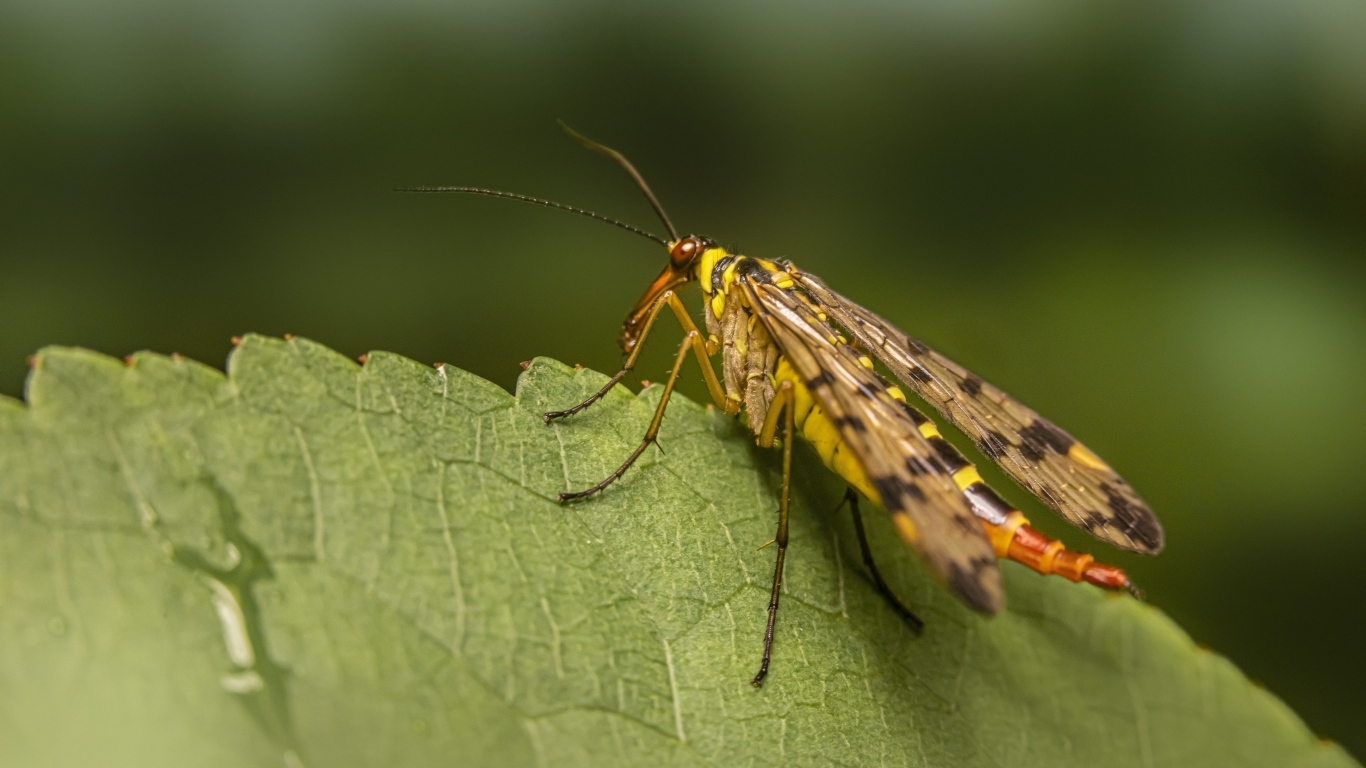 Большой комар сидит на зеленом листе