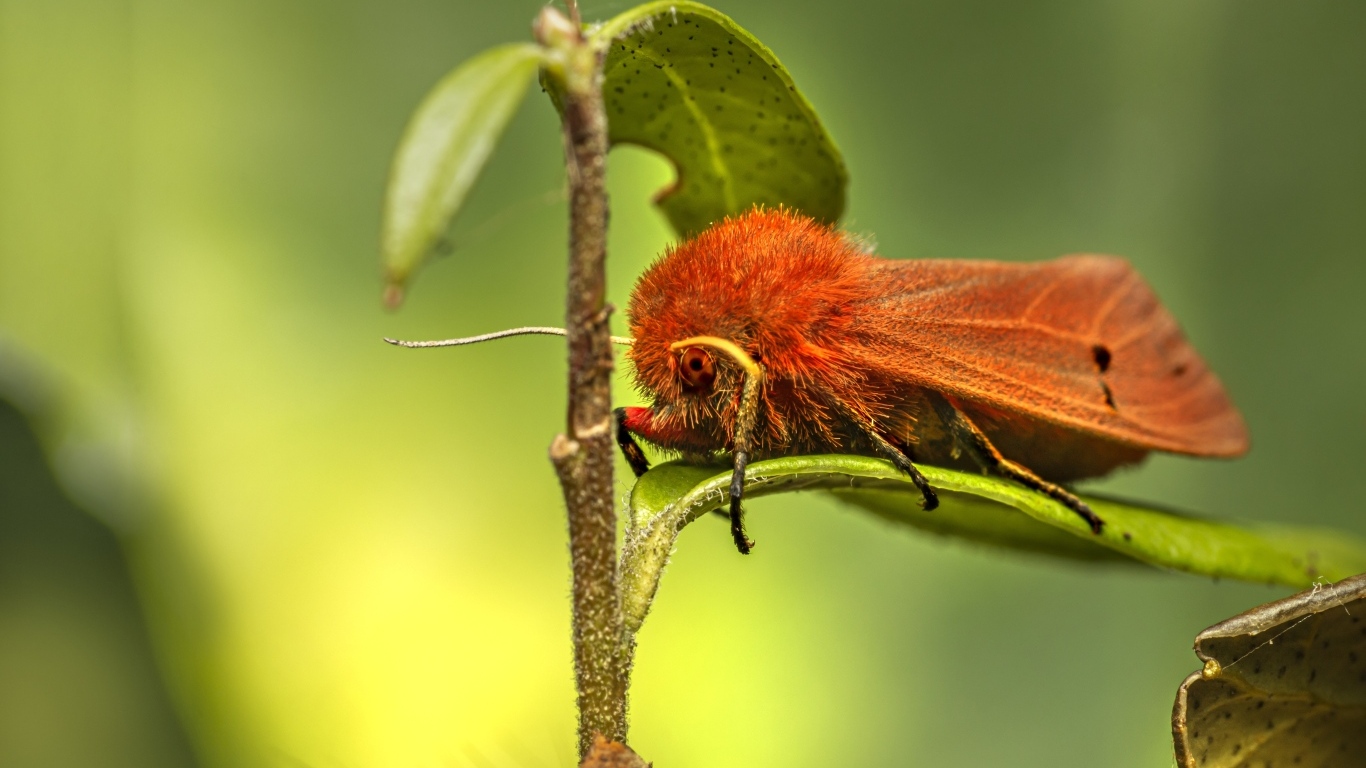 Большая красная моль сидит на зеленом листке