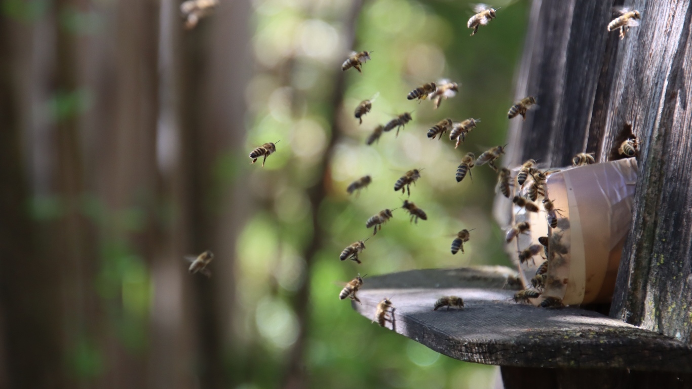 Рой пчел летит к улью