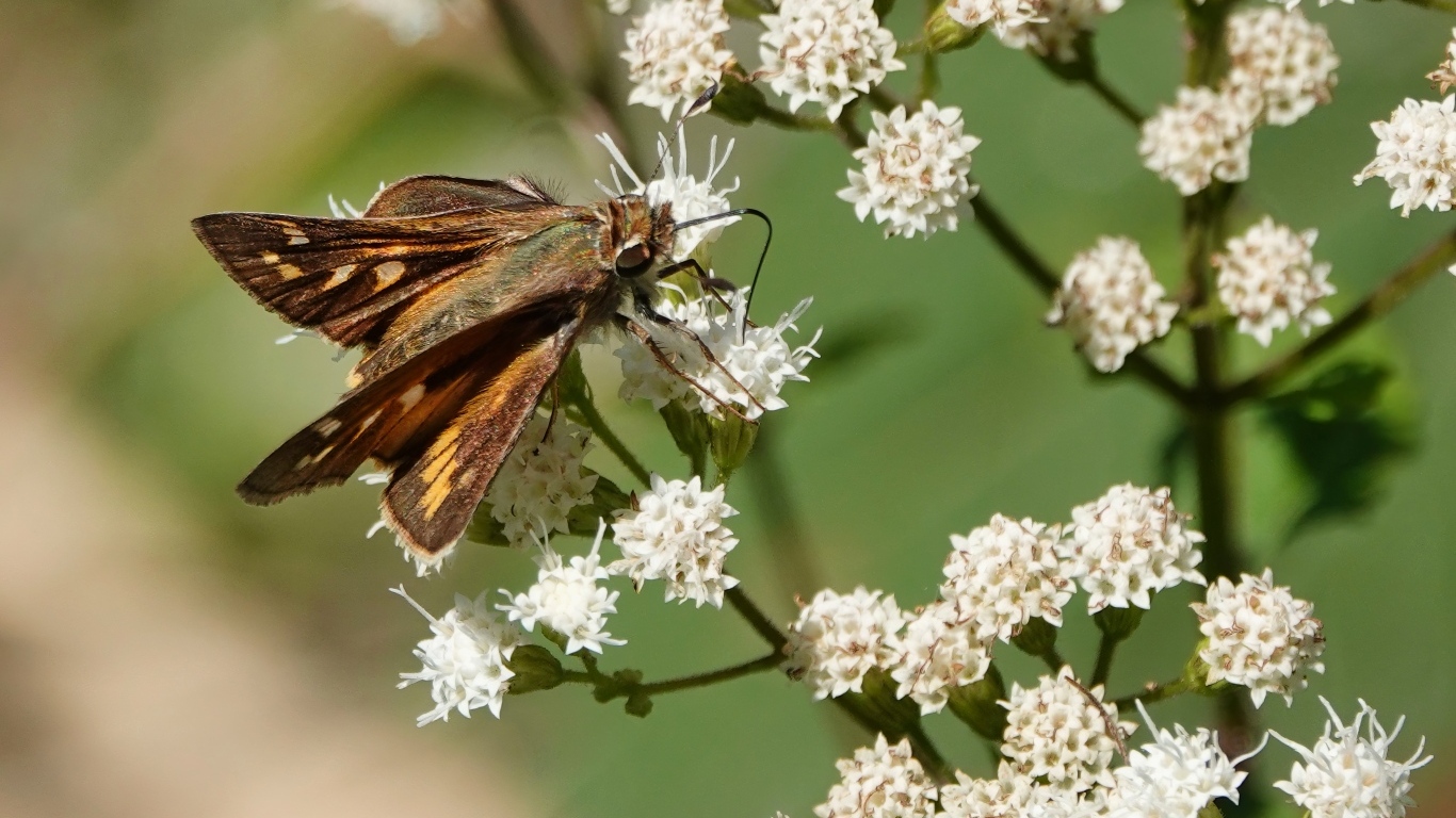 Насекомое сидит на белом цветке