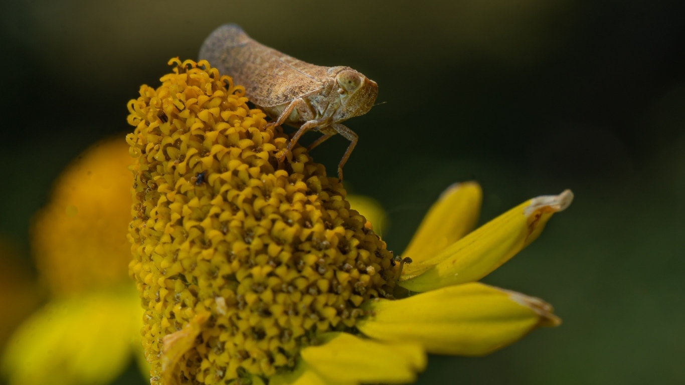 Насекомое сидит на цветке циннии