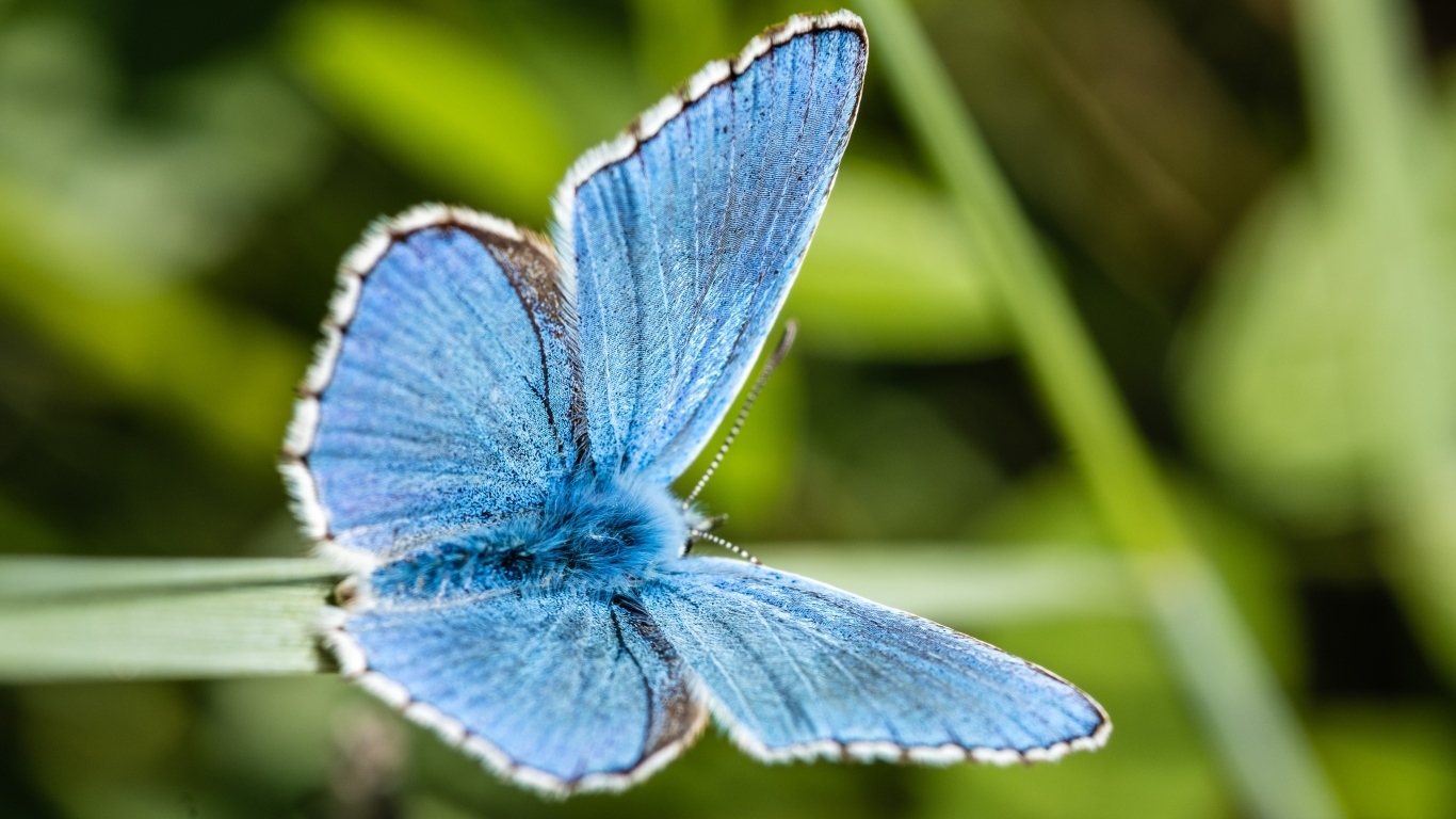 Красивая голубая бабочка сидит на зеленой траве