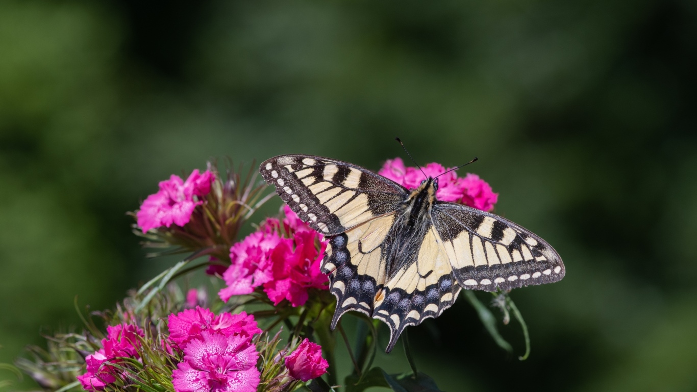 Красивая бабочка на цветке розовой гвоздики