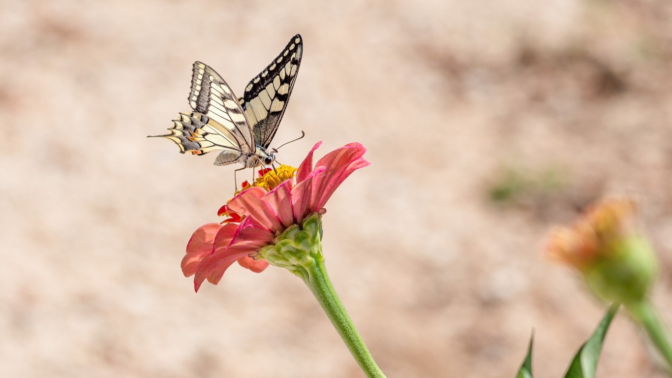 Красивая бабочка махаон сидит на цветке циннии
