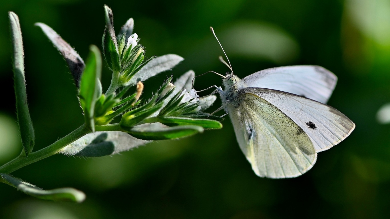 Красивая белая бабочка сидит на цветке