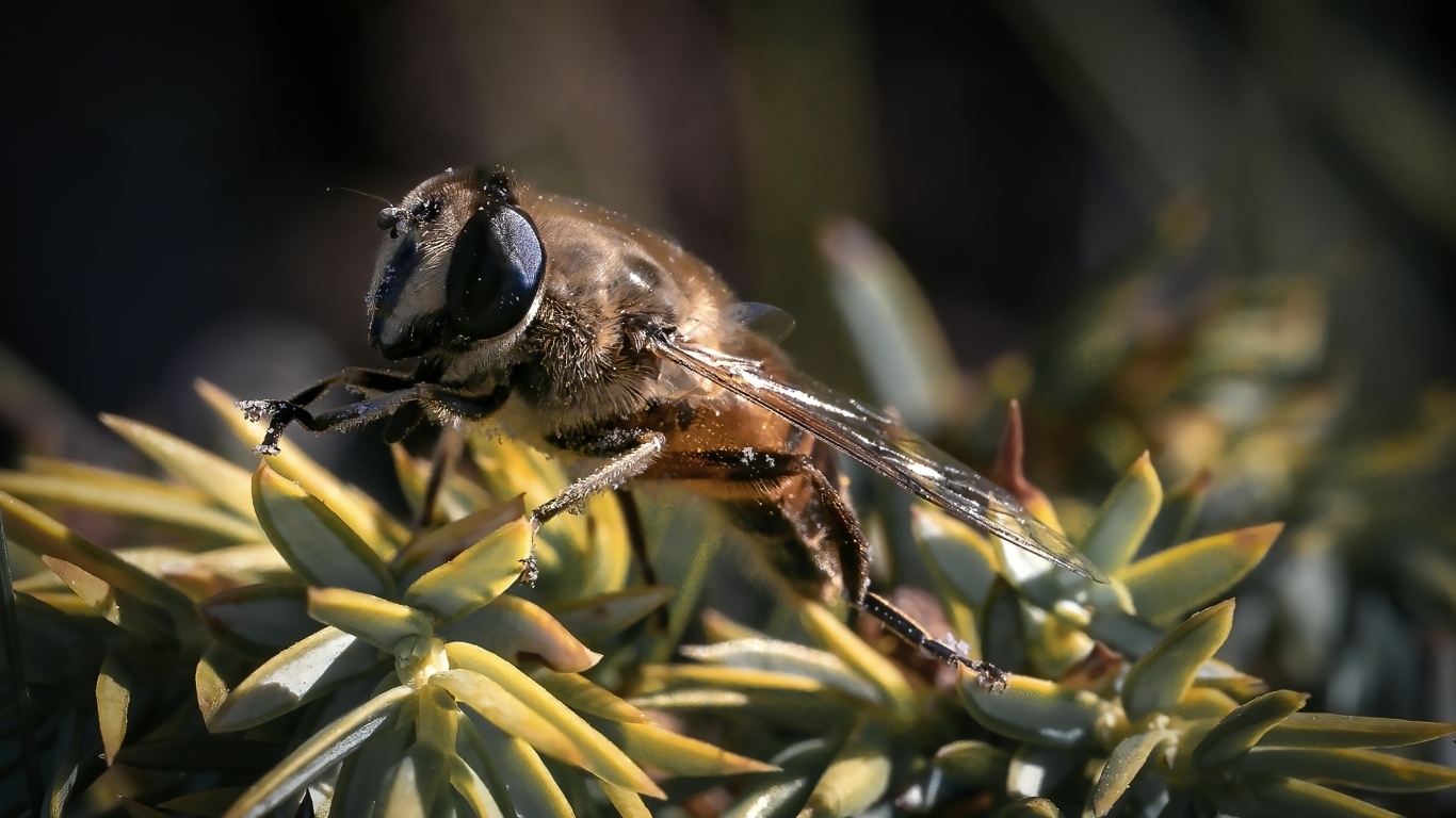 Пчела сидит на зеленом растении