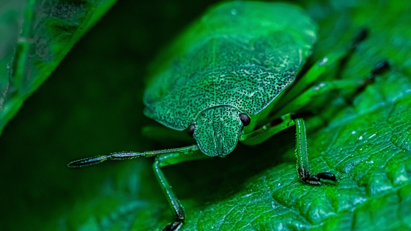 Большой зеленый жук на листе