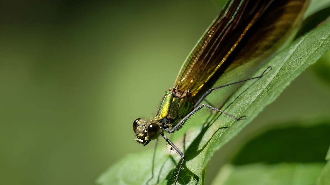 Большая зеленая стрекоза на зеленом листке