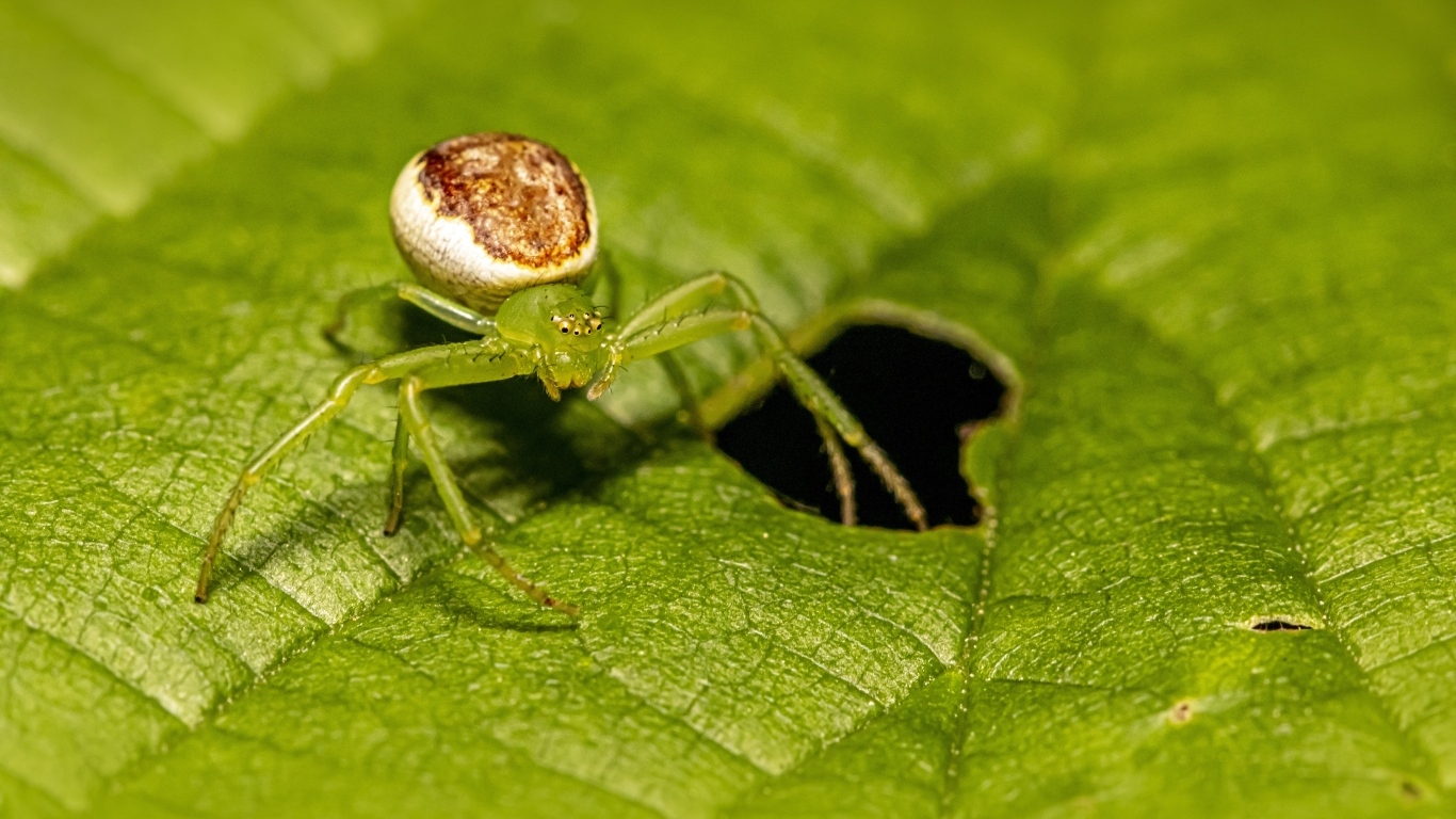 Большой паук сидит на зеленом листе