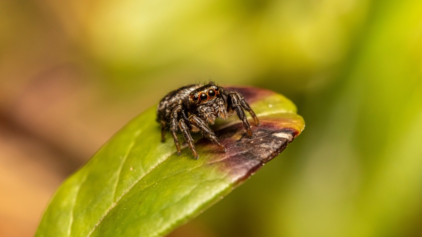 Черный глазастый паук сидит на зеленом листе
