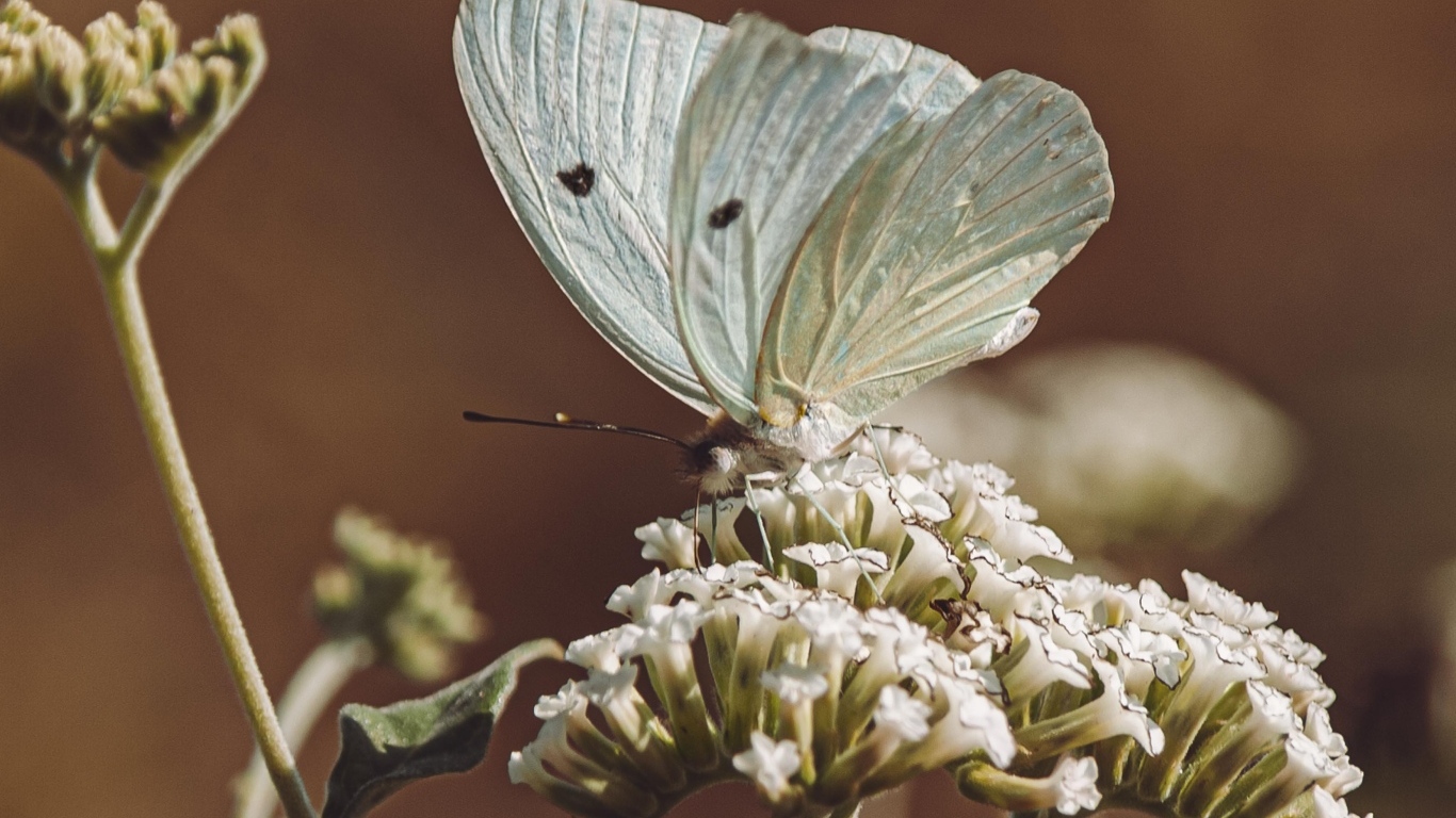Голубая бабочка сидит на цветке