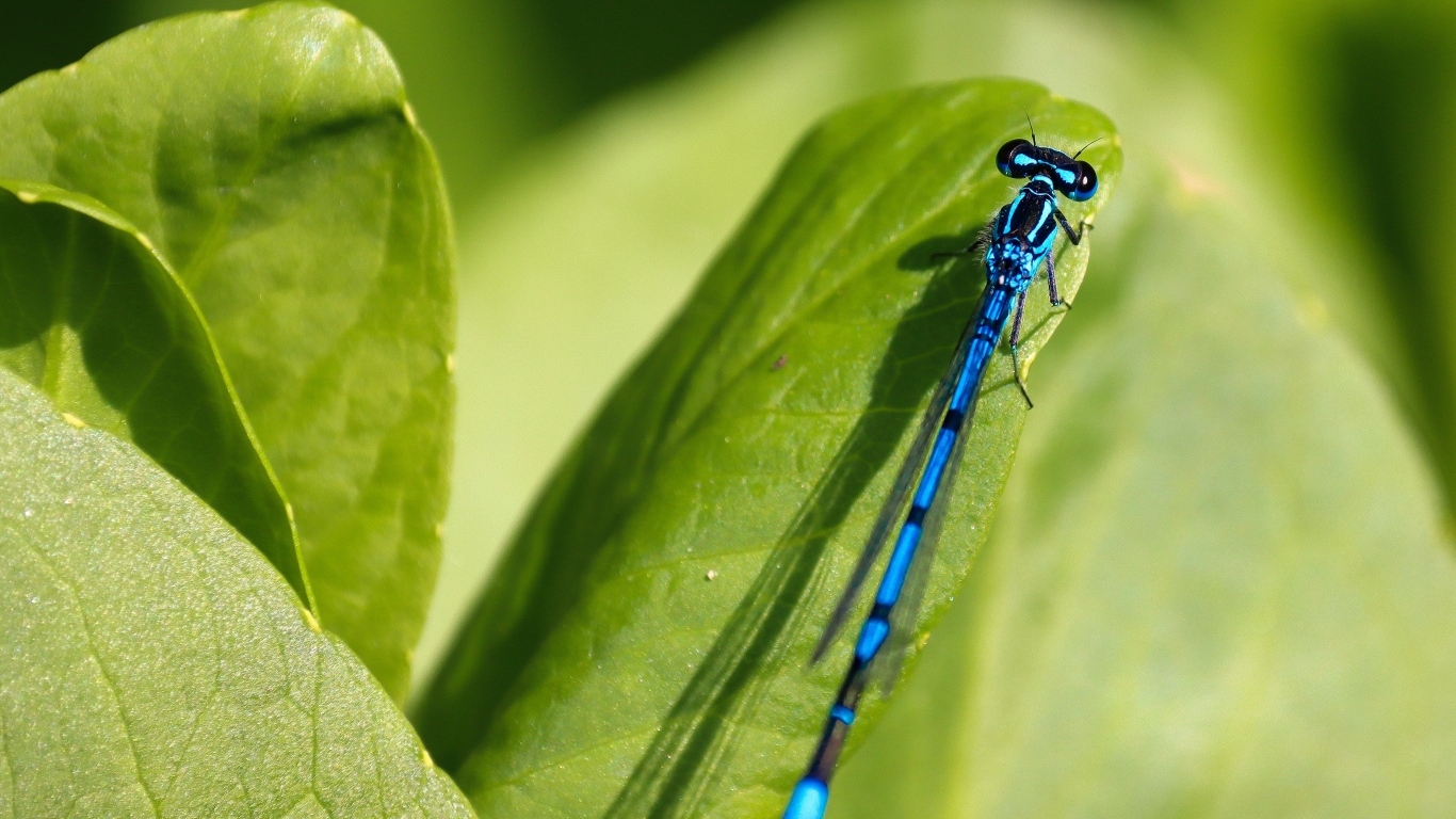 Синяя стрекоза сидит на зеленой траве