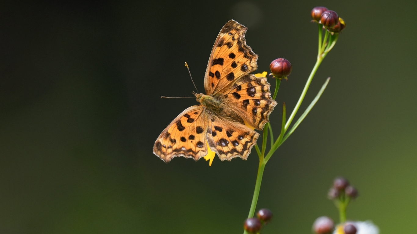 Коричневая бабочка на цветке крупным планом
