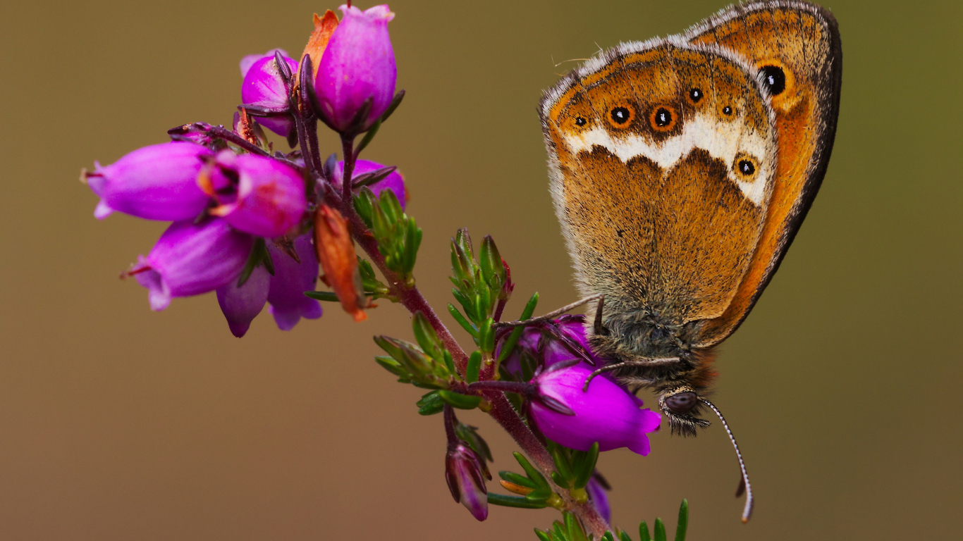 Коричневая бабочка на розовом цветке вблизи