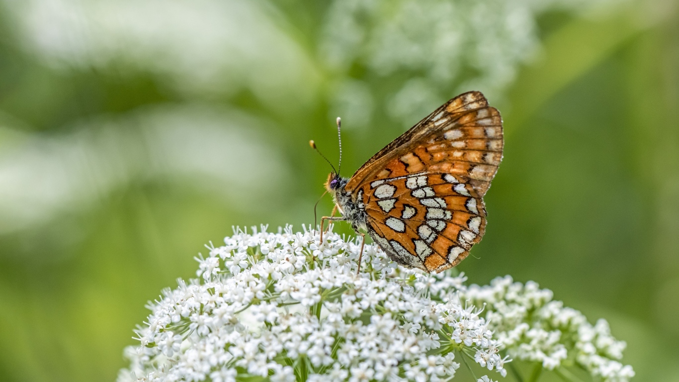 Коричневая бабочка сидит на белом цветке