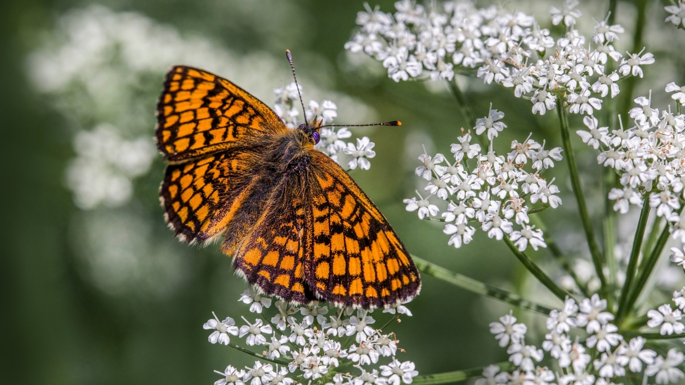 Коричневая бабочка сидит на белом полевом цветке