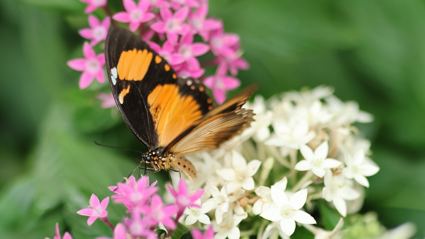 Коричневая бабочка с розовыми и белыми цветами